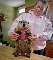 Poppy, Lancaster's prognosticating groundhog who appeared in a Super Bowl ad, dies at 3 years old [update]