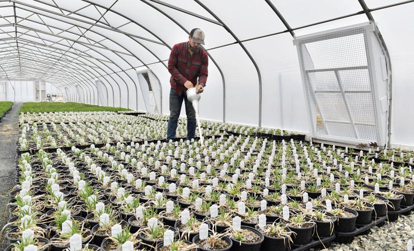 Miller's Greenhouse [photo gallery]