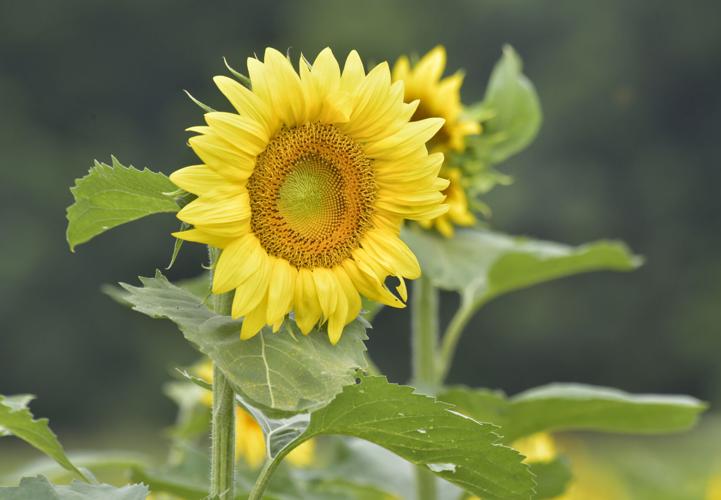 September Farm Cheese sunflowers photos lancasteronline com