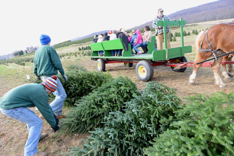 11 spots to cut down your Christmas tree in Lancaster County | Trending ...