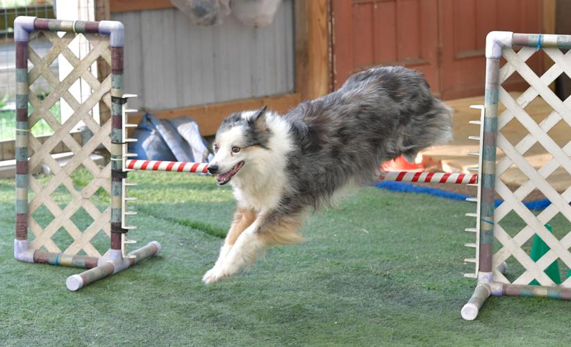Rocky Creek Dog Agility 31.jpg