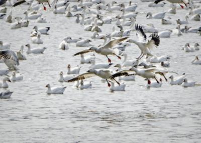 Middle Creek snow geese