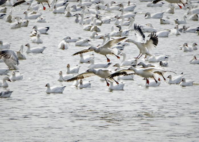Middle Creek snow geese