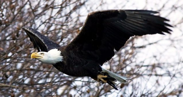 Here's What Eagles Do When They Play Their Best