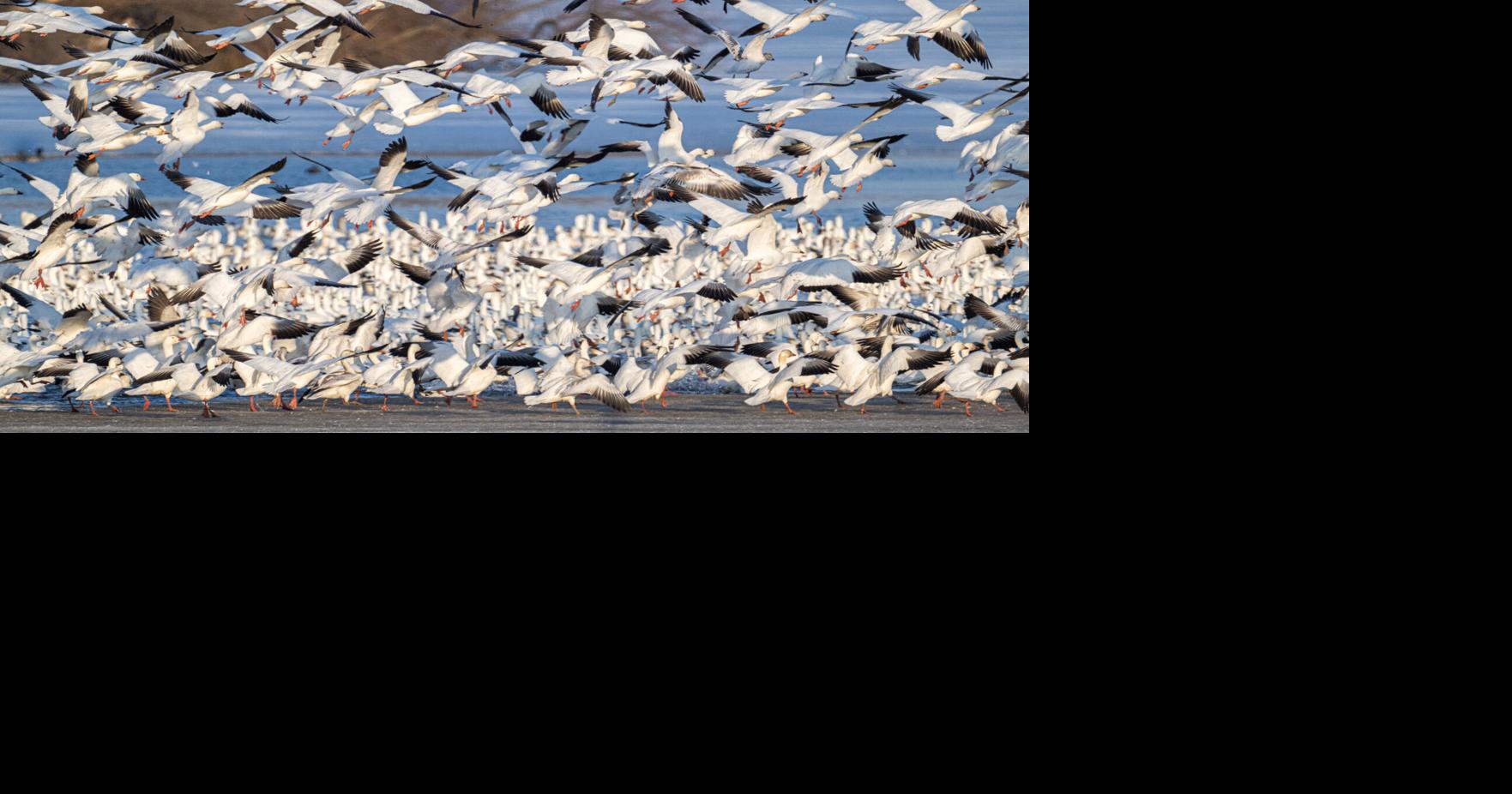 Tens of thousands of snow geese arrive at Middle Creek after winter ...