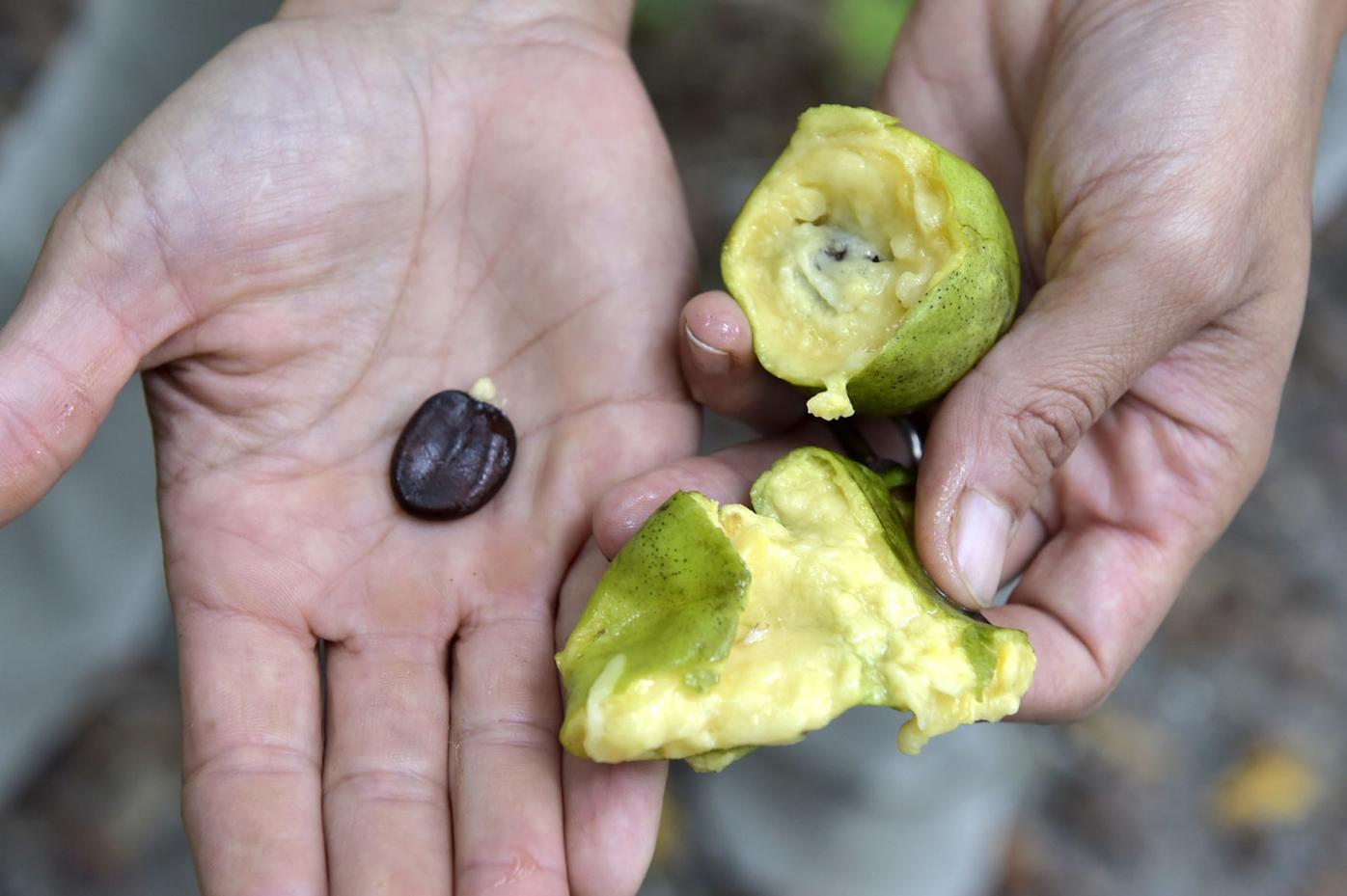 Pawpaws Where to find this unusual fruit in Lancaster County and how