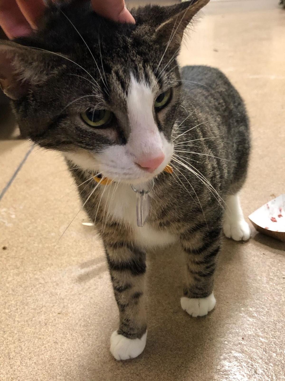Zucchini Is A 4 Year Old Wet Food Aficionado Pet Of The Week