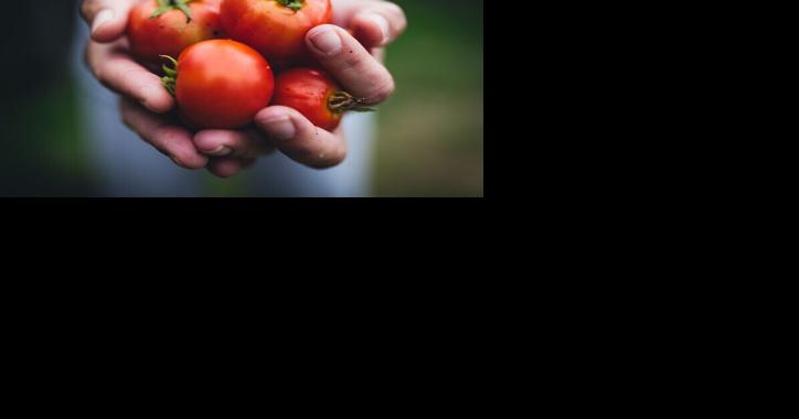 Put your garden's tomatoes to good use with these 9 recipes - Vimarsana News