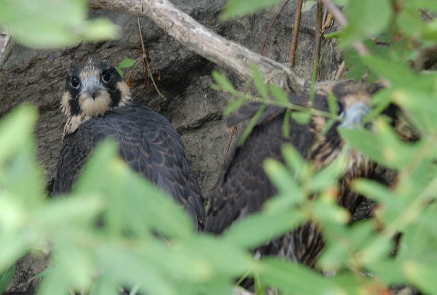 Falcons saved from river | News | lancasteronline.com