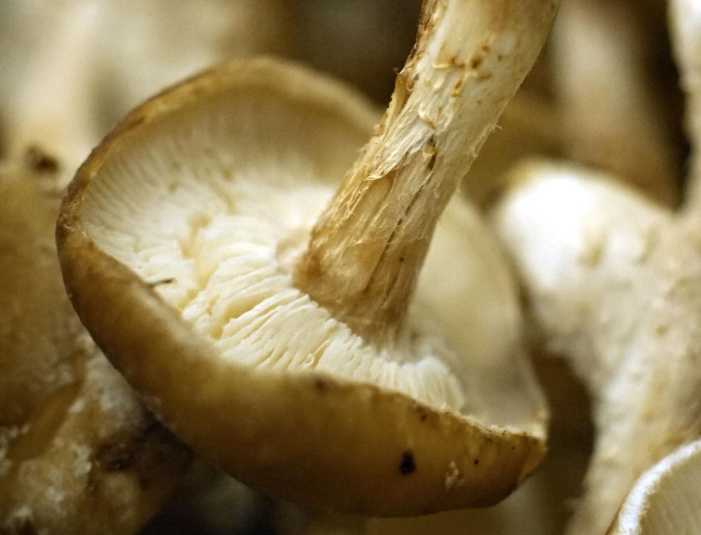 Inaugural recipe Eat like the governor with this Square