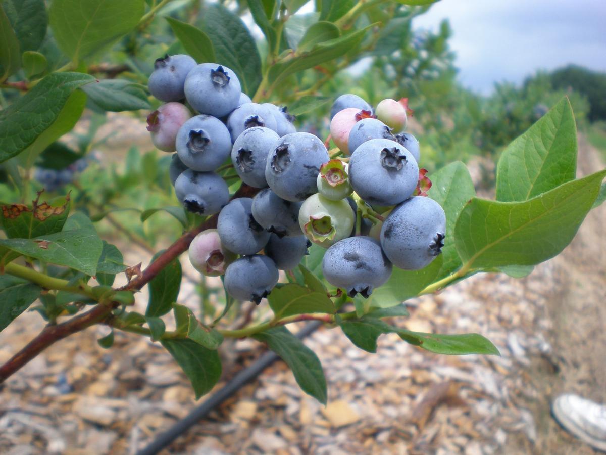 Where to pick your own blueberries, raspberries and blackberries in the