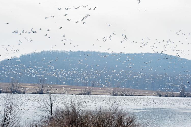 Middle Creek snow geese