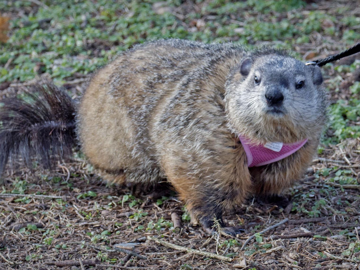 Groundhog Day 2021: Which events are still happening in Lancaster County? - Vimarsana News