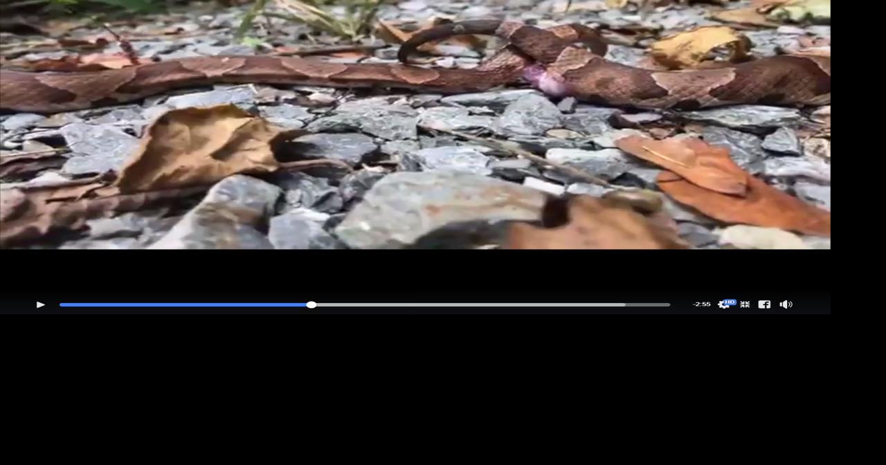 Reptile fan encounters mating copperheads on Lancaster County rail