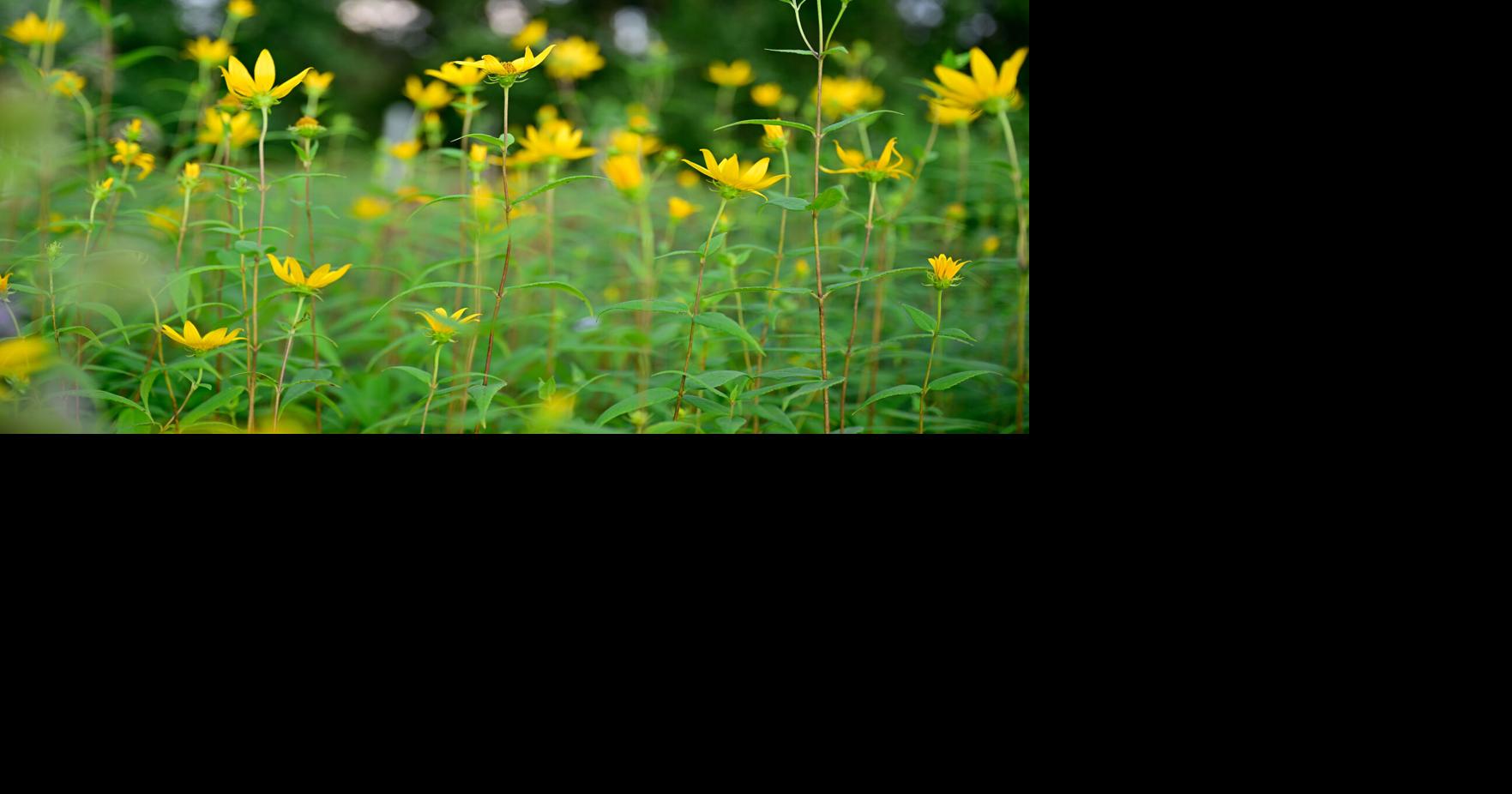 6 things for Lancaster County plant lovers to do this July Jun 26, 2026