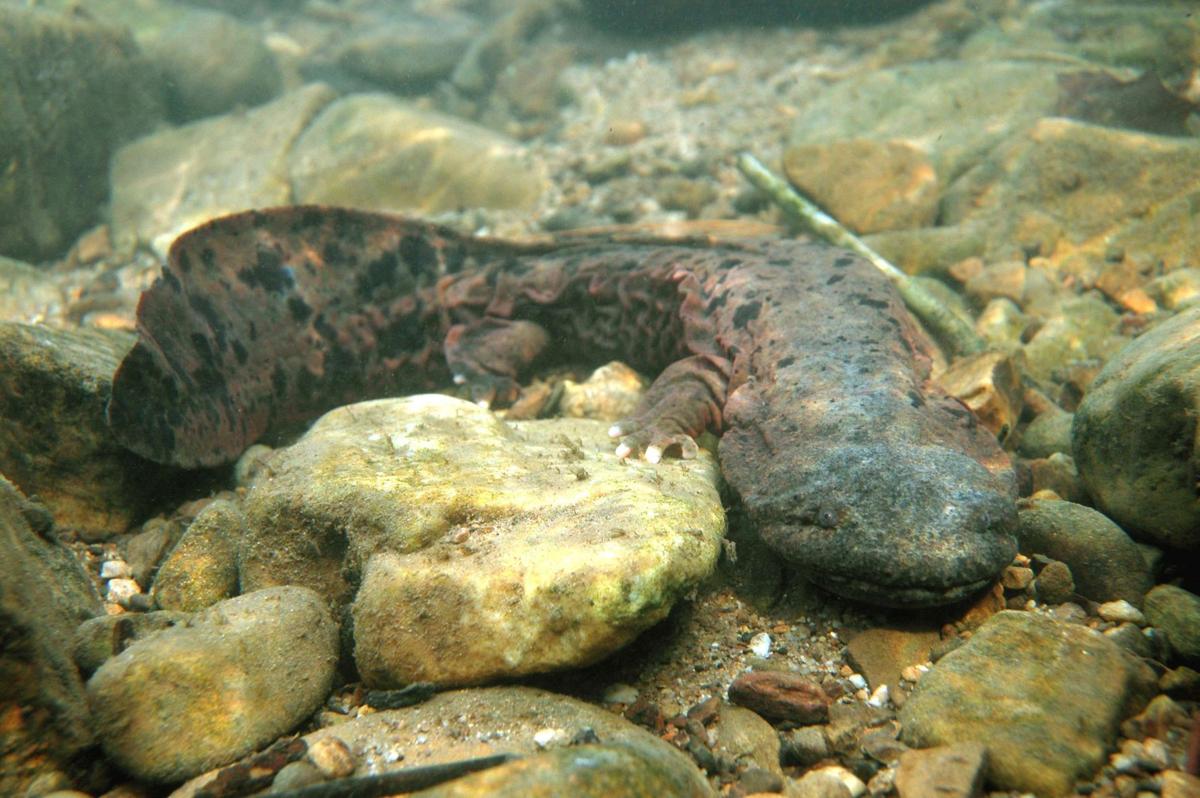 Pennsylvania state amphibian may be a, yes, hellbender | Outdoors