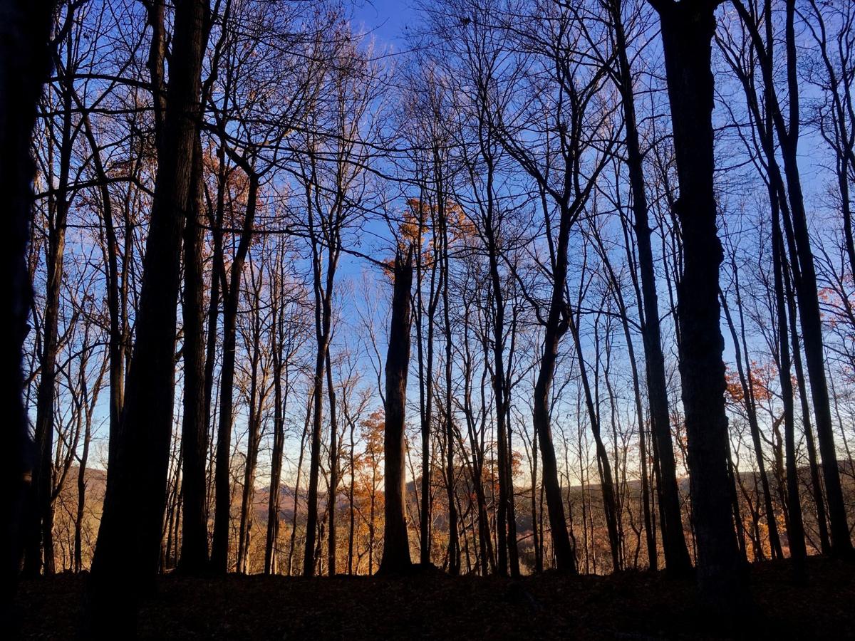 Forest Bathing Not Just A Walk In The Woods Outdoors Lancasteronline Com