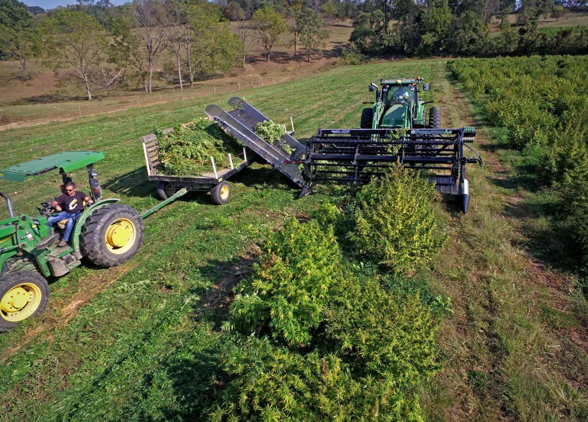 Lancaster County Harvested Its First Commercial Hemp Harvest Since 1937 Photos Video Local News Lancasteronline Com