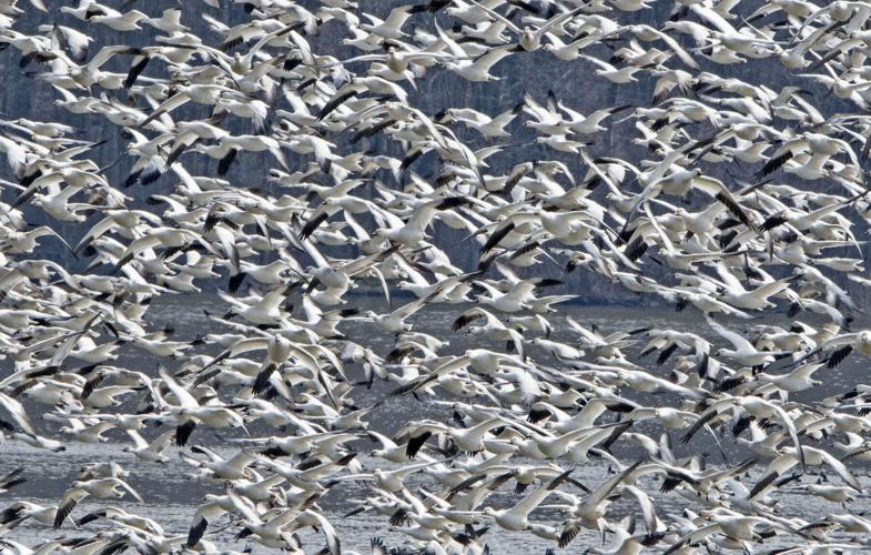 Middle Creek snow geese