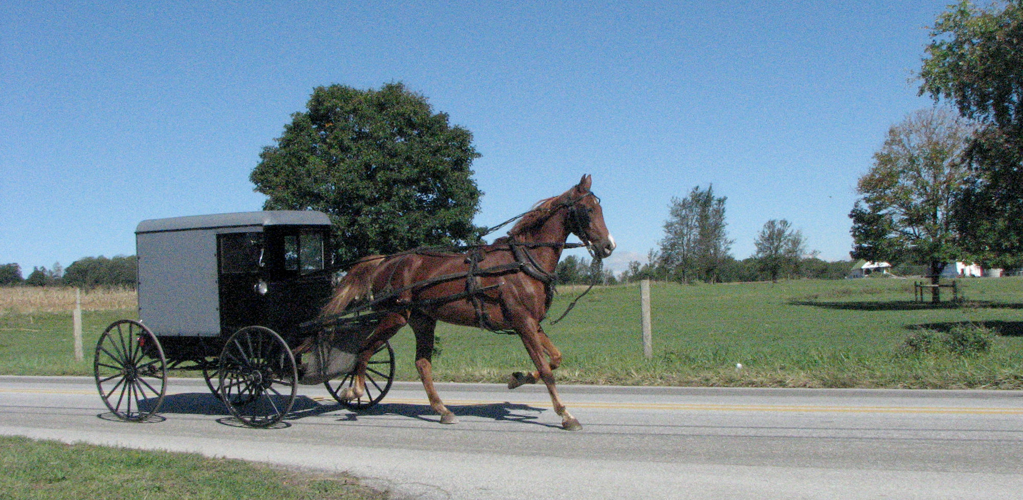 antique amish buggy for sale