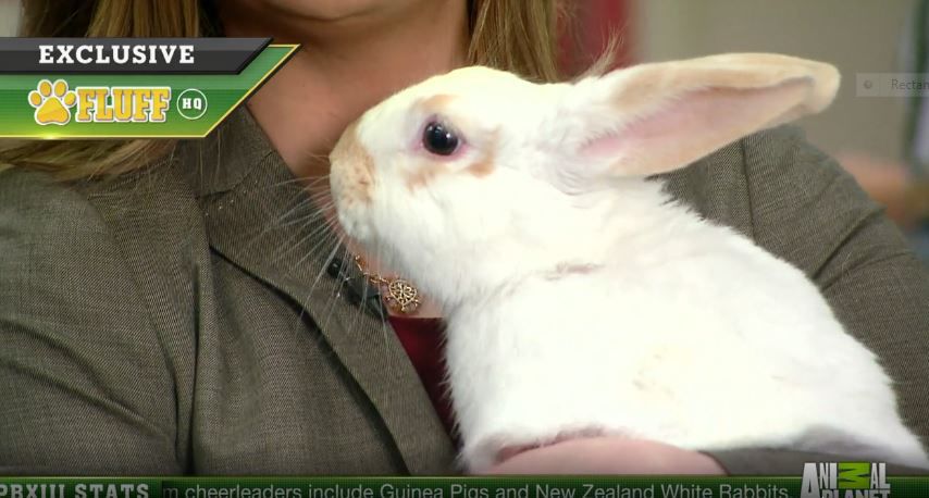 Puppies! And Punxsutawney Phil, kittens and guinea pigs ready for Puppy Bowl  