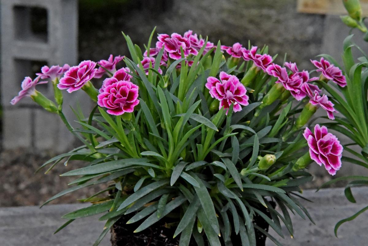Inside the Lancaster County greenhouses of Green Leaf Plants, where