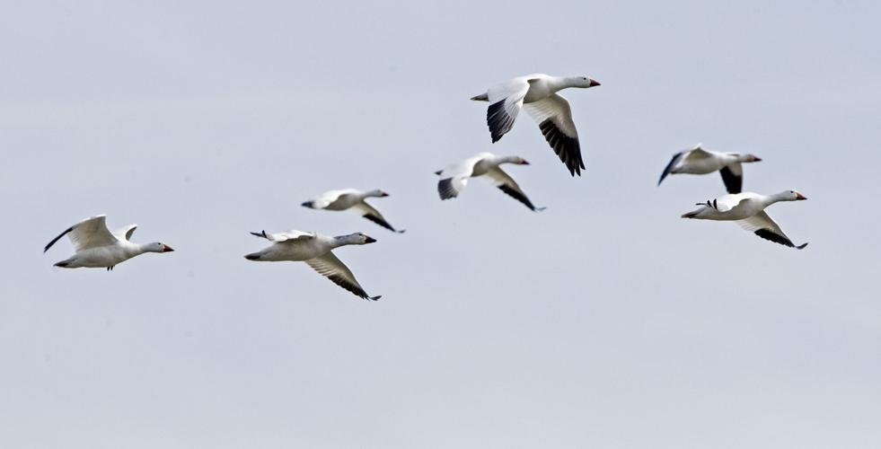 Middle Creek snow geese