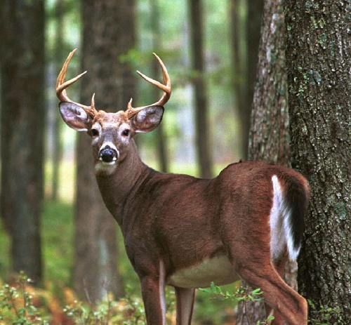 Deer Getting Ready Getting ready for deer season | Outdoors | lancasteronline.com