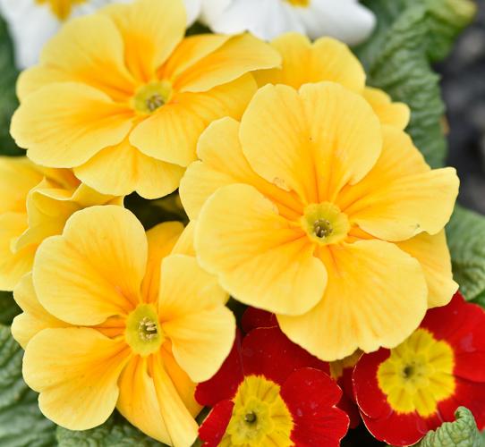 Miller's Greenhouse [photo gallery]