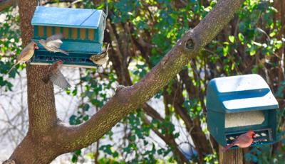 Feathered Mystery Where Have Lancaster County S Backyard Feeder