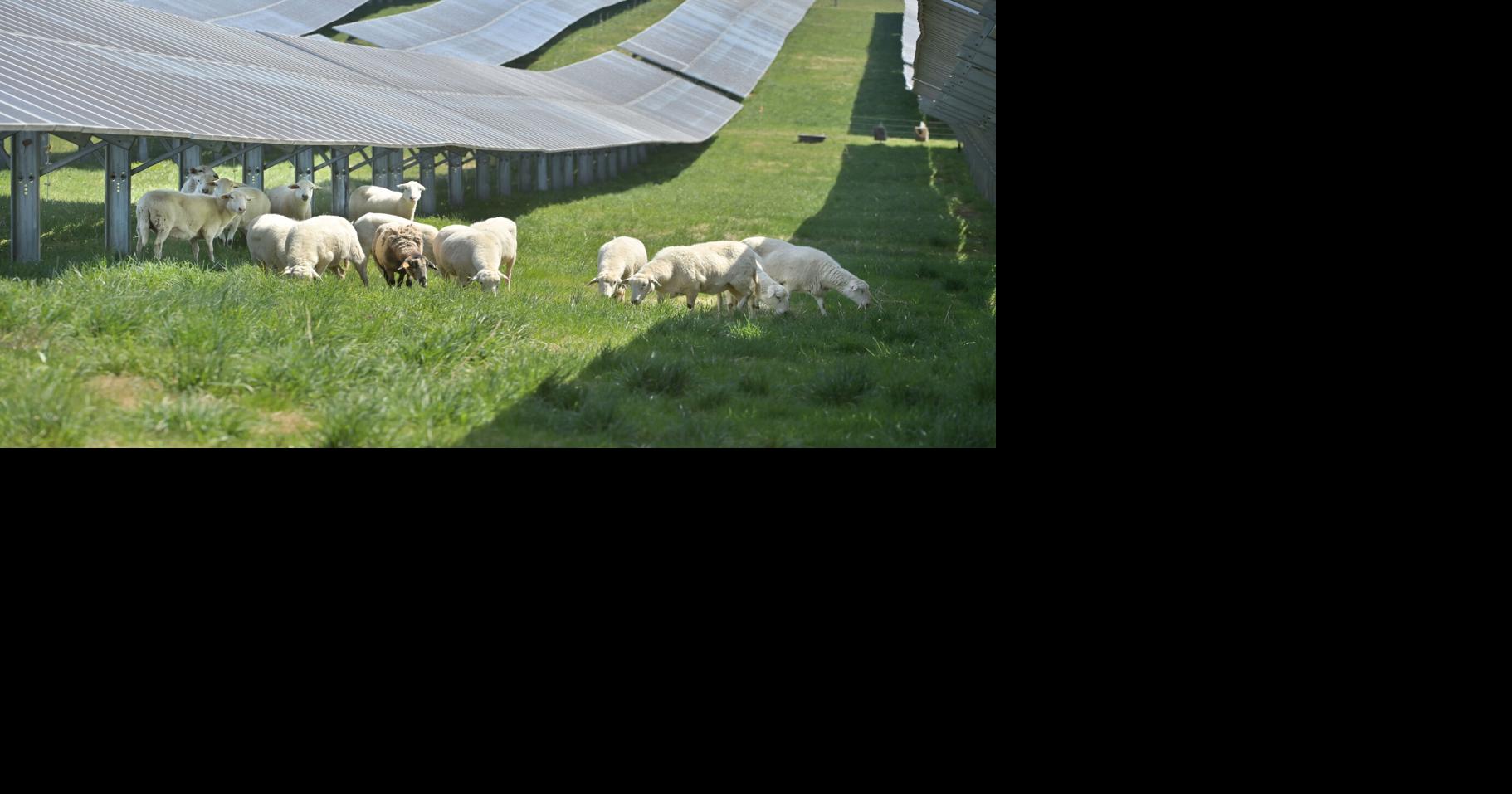 Solar vs. farmland: Lancaster County weighs sheep grazing as energy solution