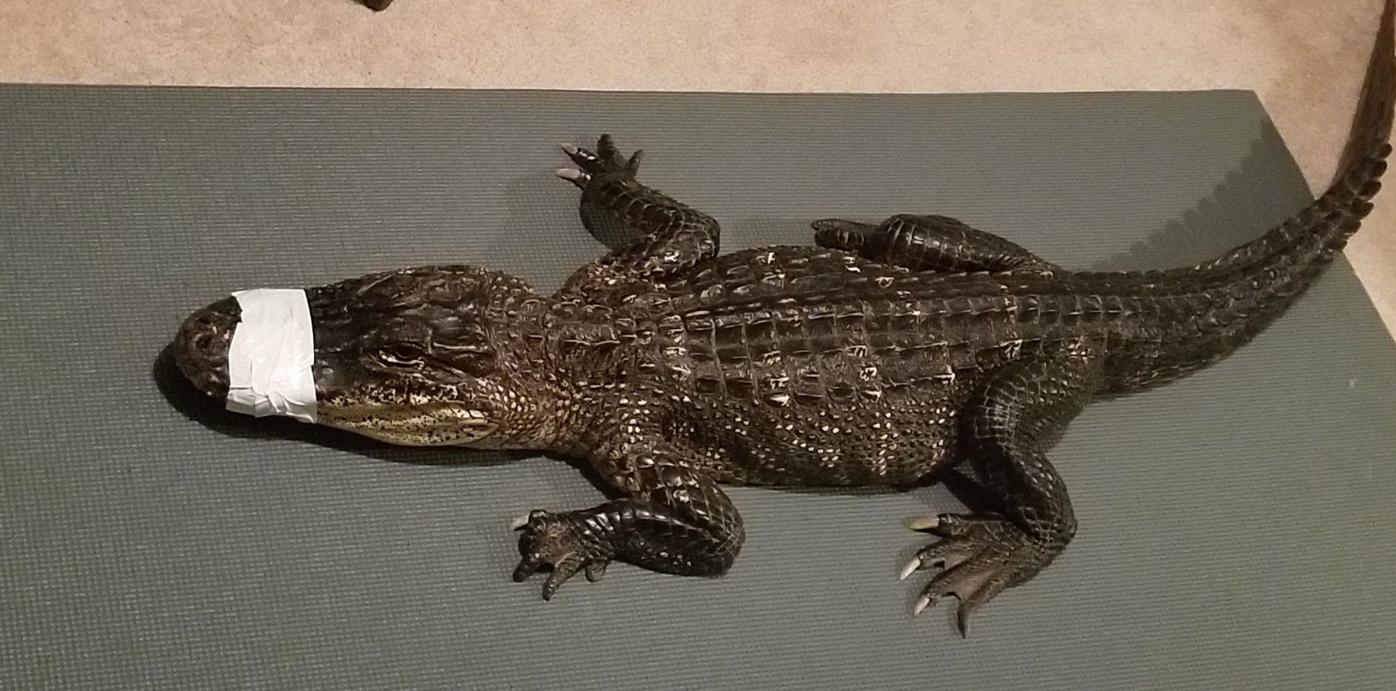 Mother furious that 4-foot alligator sold to teen son at reptile show |  Local News | lancasteronline.com
