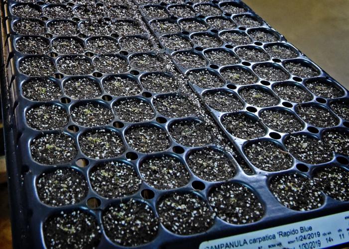 Inside the Lancaster County greenhouses of Green Leaf Plants, where