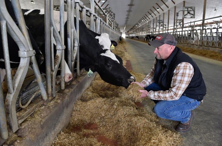 Kreider Farms dairy gets certified as humane a part of its strategy to