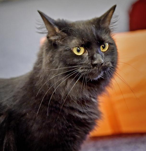 Pet of the week Adopt Jetta, a 4yearold longhaired cat Local News