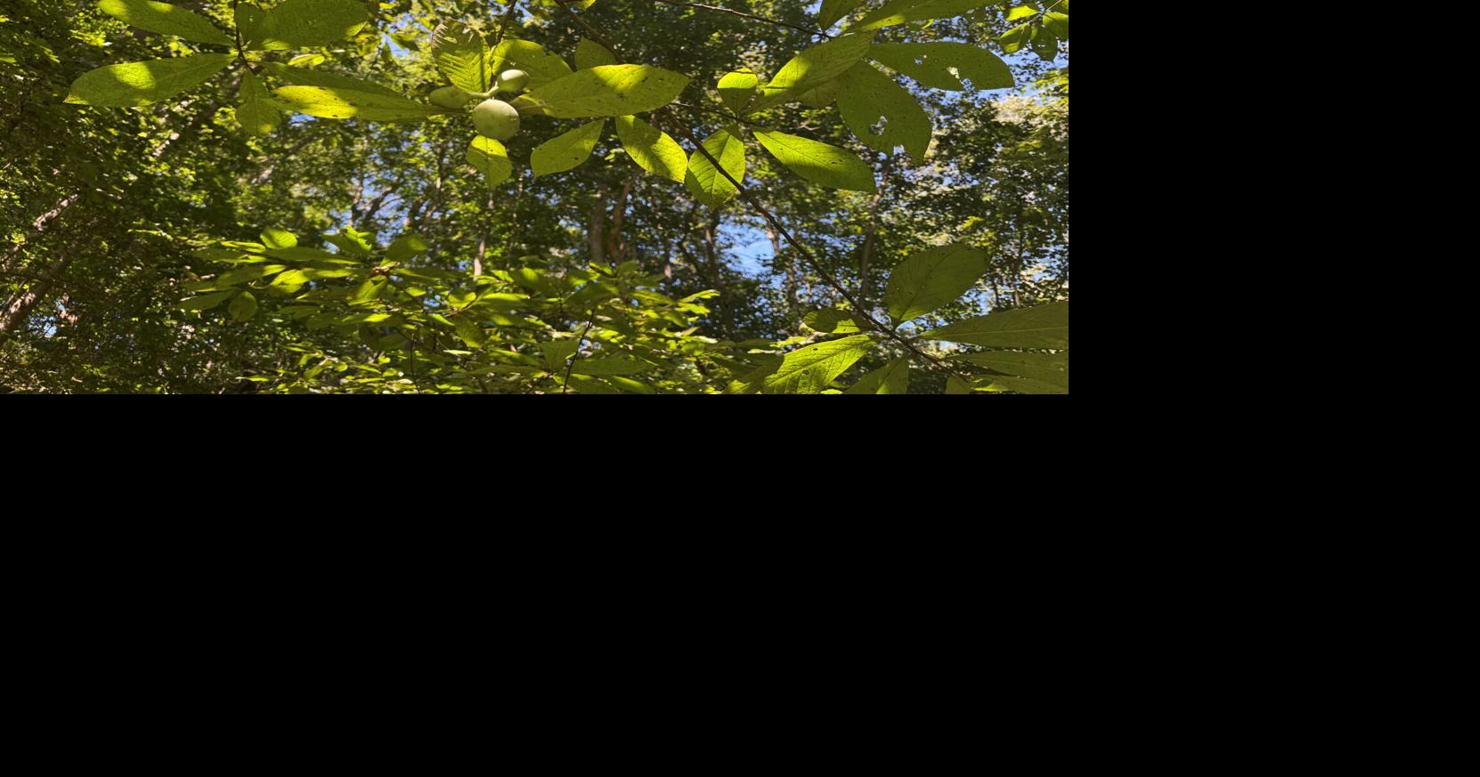 Getting ready for pawpaw season in Pa.: Top 5 most-read stories Sept. 1-7 [ICYMI]