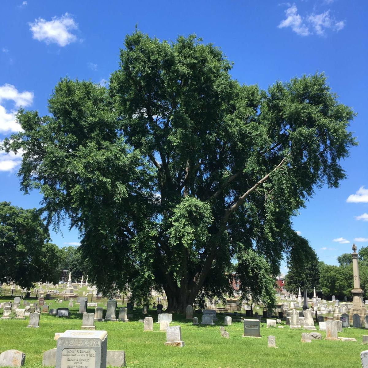 Website Sprouts All You Need To Know About Lancaster County S Largest Oldest Historical And Special Trees Local News Lancasteronline Com
