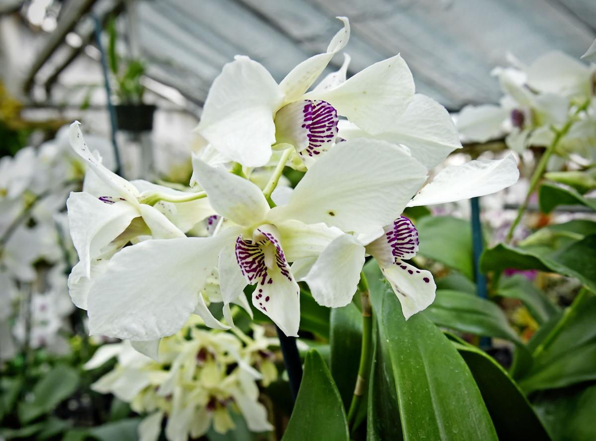Little Brook Orchids grows into a center of prizewinning blooms Home