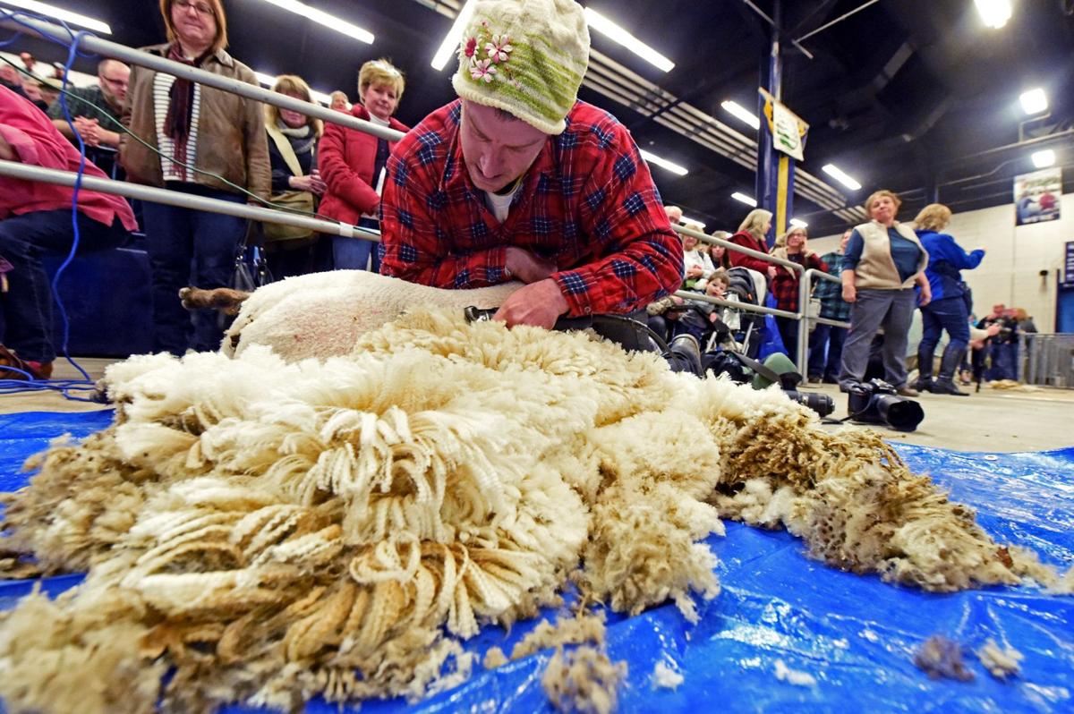 Watch Sheep to shawl competition at Pa. Farm Show 2019 Life