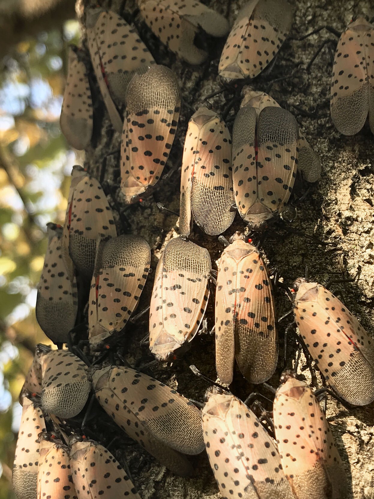 spotted lantern fly eggs