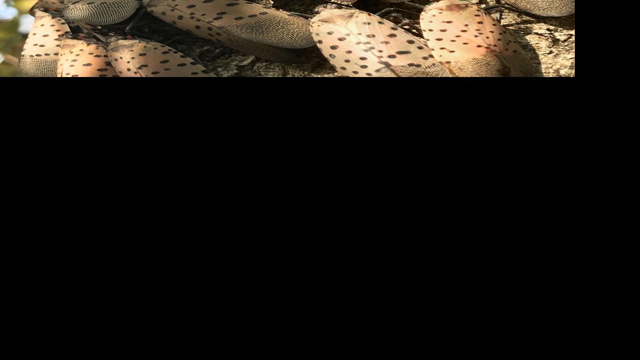 Here's how to remove Spotted lanternfly egg masses Local News