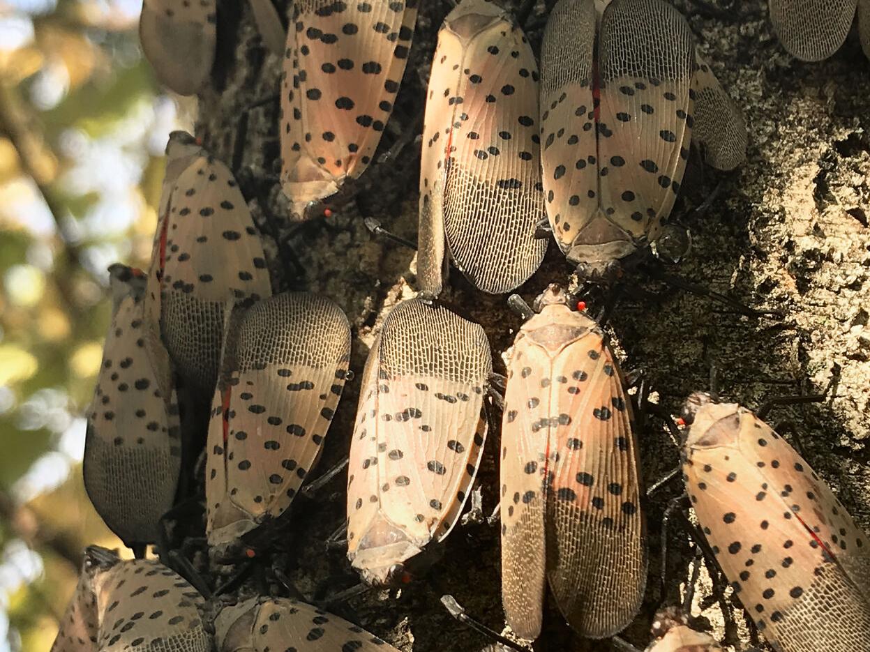 Spotted lanternfly egg mass removal - Vimarsana News