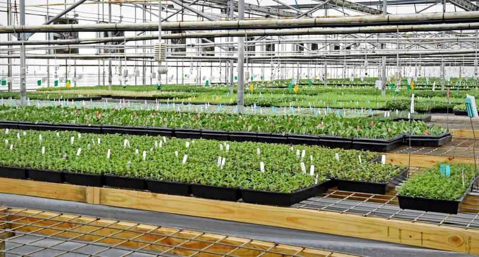Inside the Lancaster County greenhouses of Green Leaf Plants, where more than 20 million starter