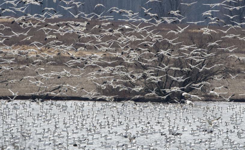 Middle Creek geese continue migration as temperatures rise [photos