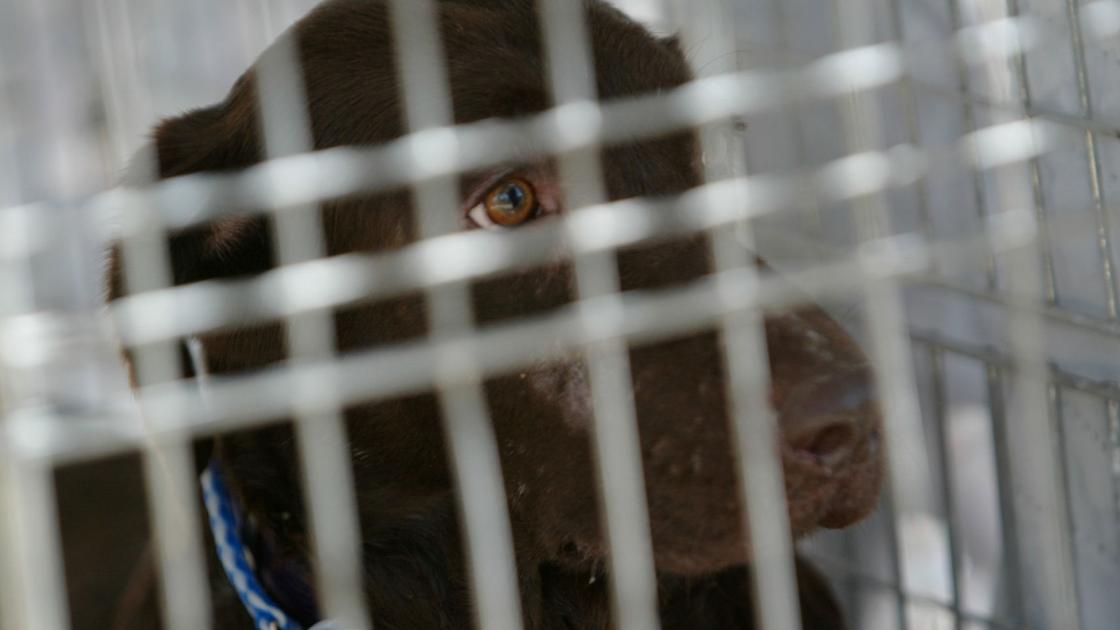 Looking For A Dog Here Are Tips For Avoiding A Lancaster County Puppy Mill Local News Lancasteronline Com Looking For A Dog Here Are Tips For Avoiding A Lancaster County Puppy Mill Local News Lancasteronline Com