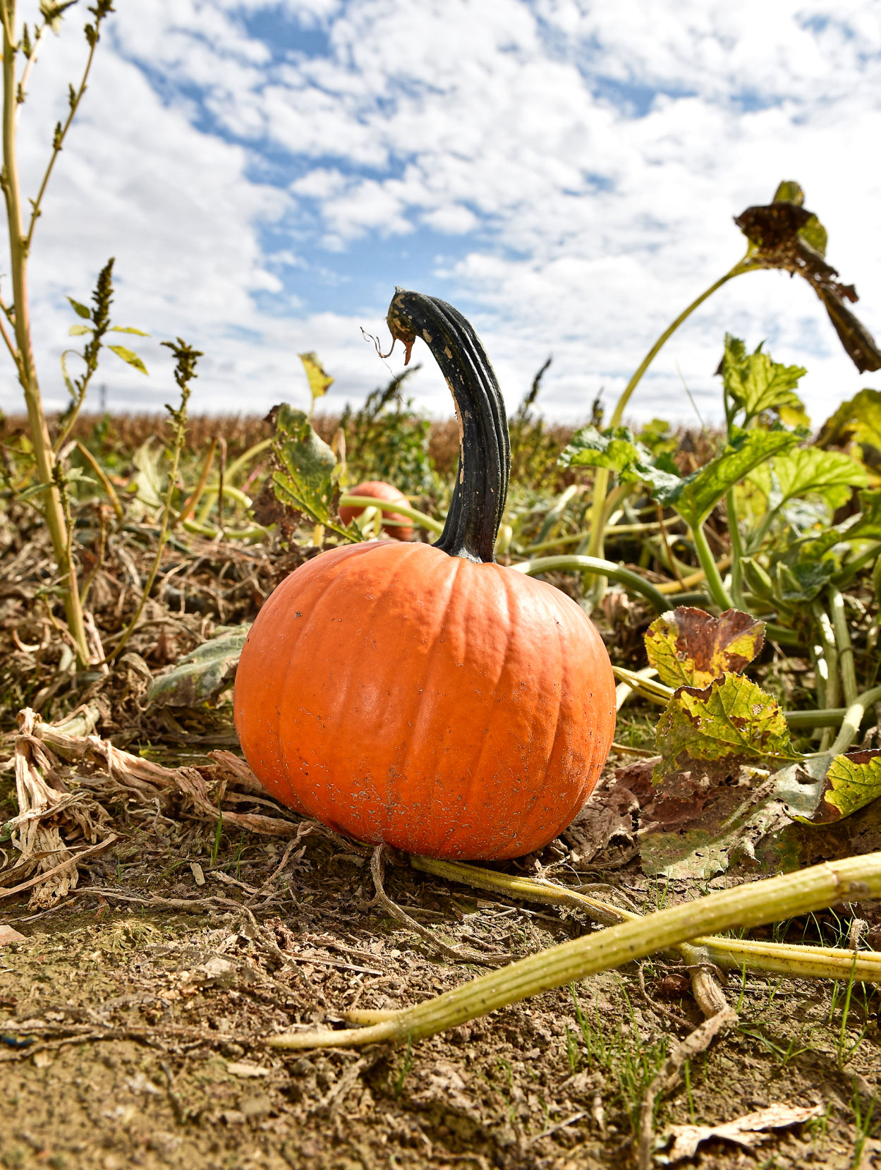 cherry hill pumpkin patch lancaster