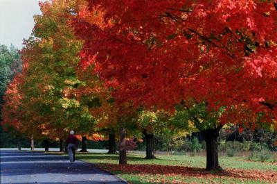 Fall Starts Next Week But When Will Leaves Change In Lancaster County It Might Be Awhile Local News Lancasteronline Com
