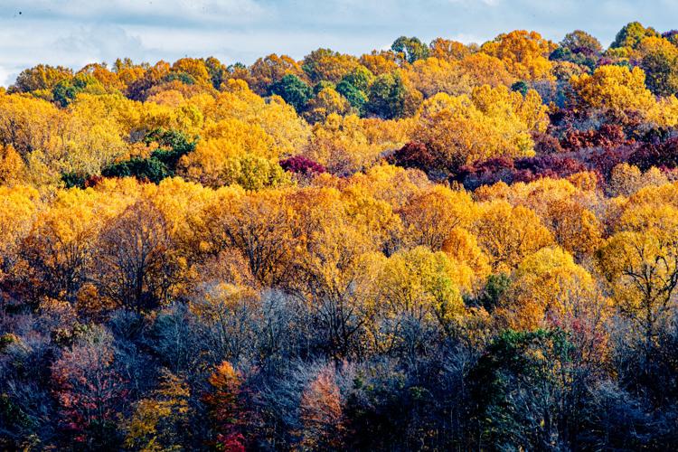Autumn color starting to fade in Lancaster County [photos] | Local News ...