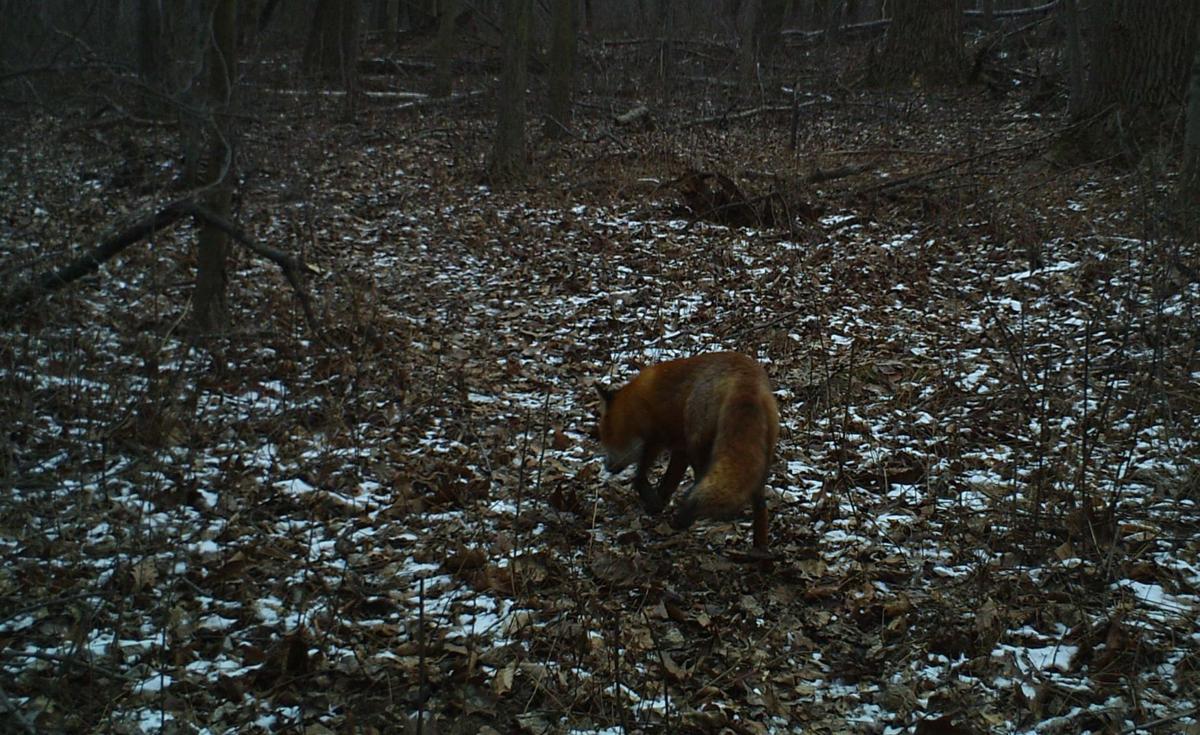 Coyotes And Foxes Are Eating Lancaster County Residents Garbage