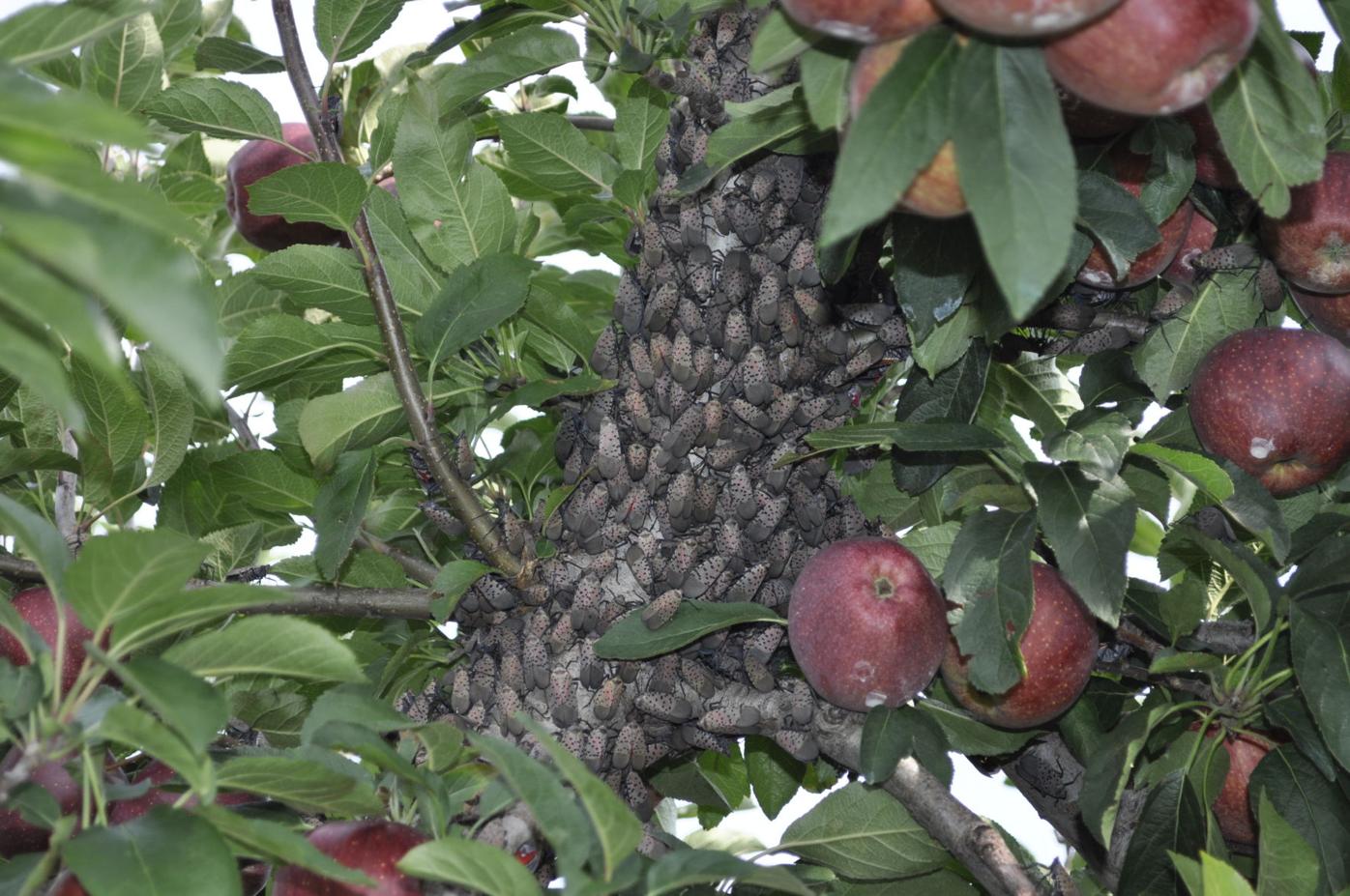 4 common garden pests found in Lancaster County and how to ...